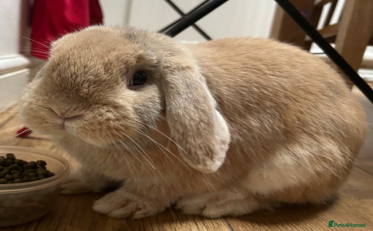 Dwarf Lop rabbits - Advert 1