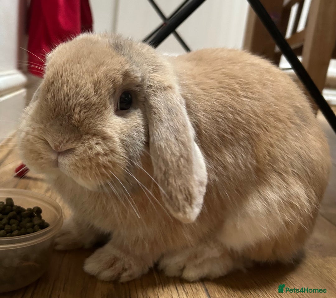 Dwarf Lop rabbits for sale: Dwarf lop for sale - Image 1