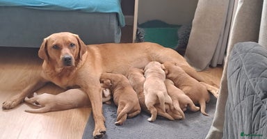 Labrador Retriever dogs - Advert 6