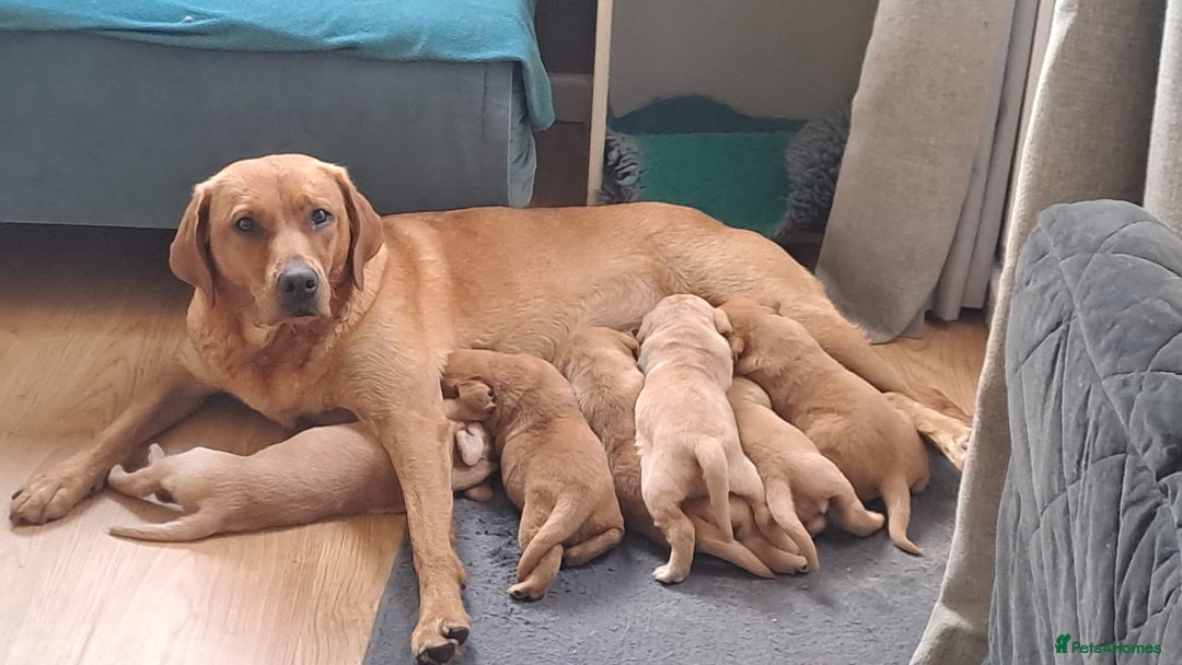 Labrador Retriever dogs for sale: Lovely Fox Red Labrador puppies - Image 2