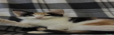 Calico Female 1