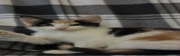 Mixed Breed cats for sale: 1 Gorgeous Female Kitten - Advert 15