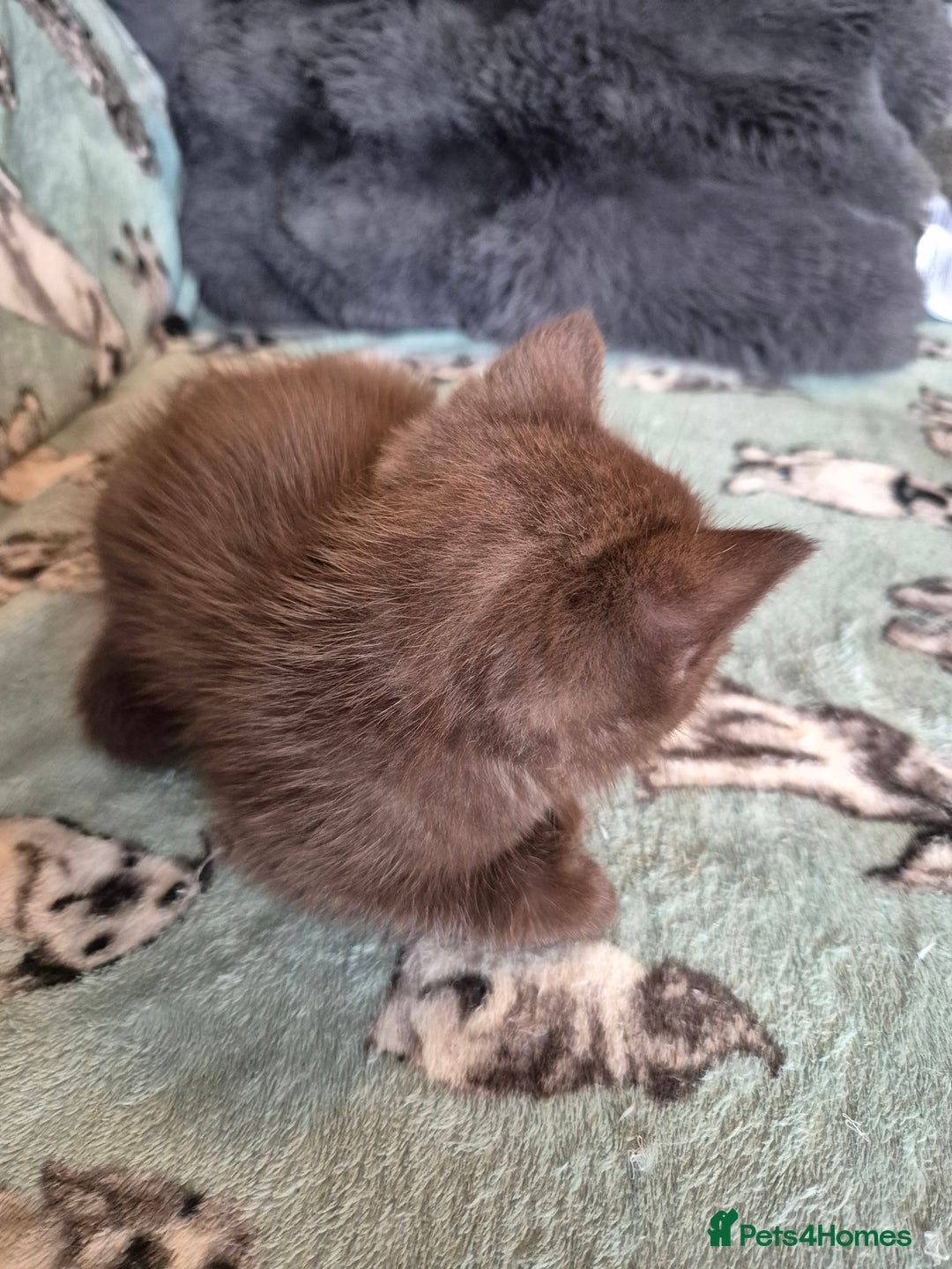 Selkirk Rex cats for sale: Pedigree selkirk rex girls non curly - Advert 13