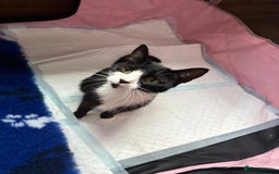 British Shorthair cats for sale: Gorgeous Girl 2 years old!!  - Image 6