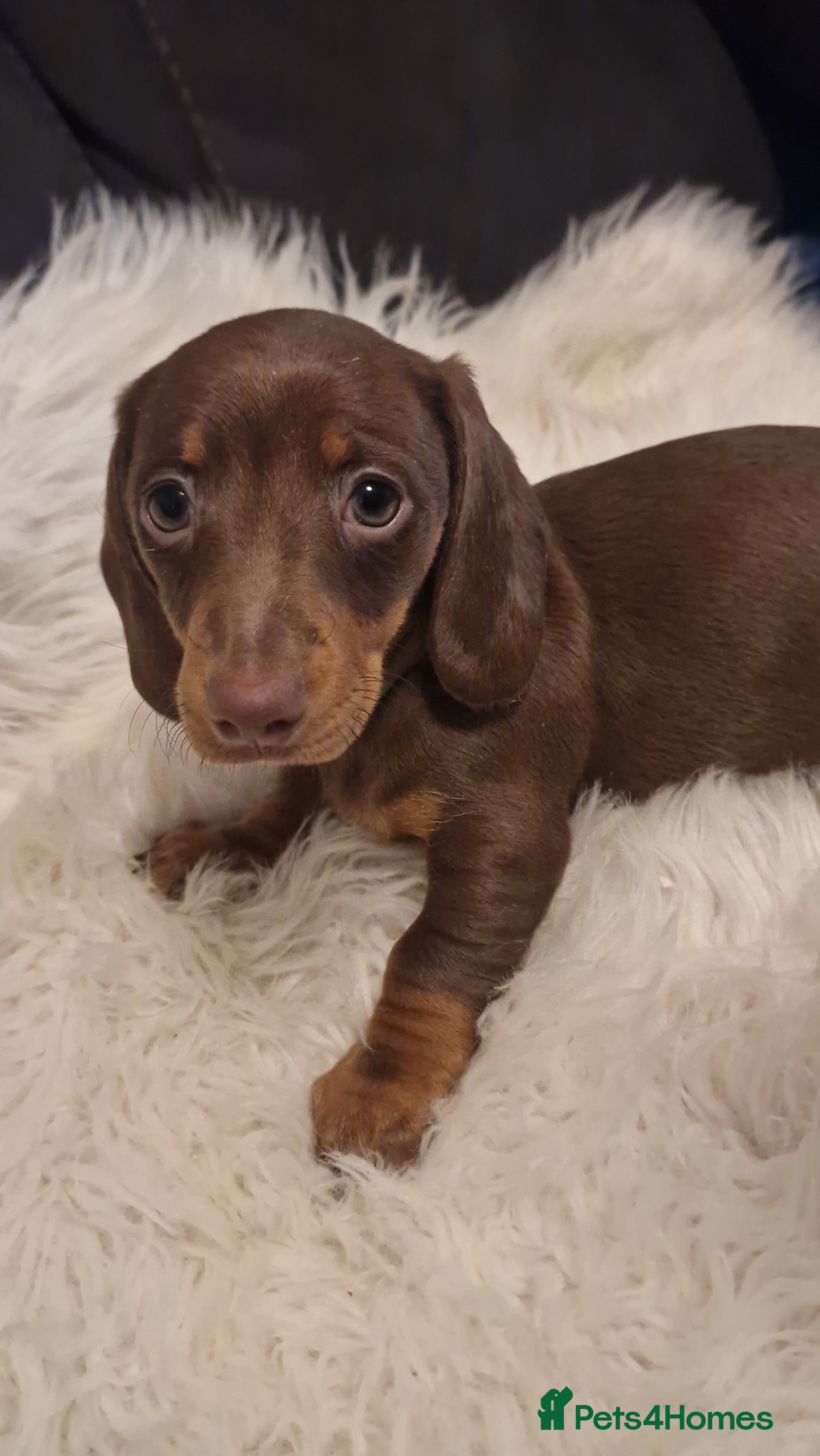 Miniature Dachshund dogs READY to GO FULL Vac Mini Dachshund smooth  - Advert 6