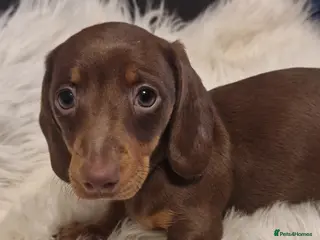 Miniature Dachshund dogs READY to GO FULL Vac Mini Dachshund smooth - Advert 6