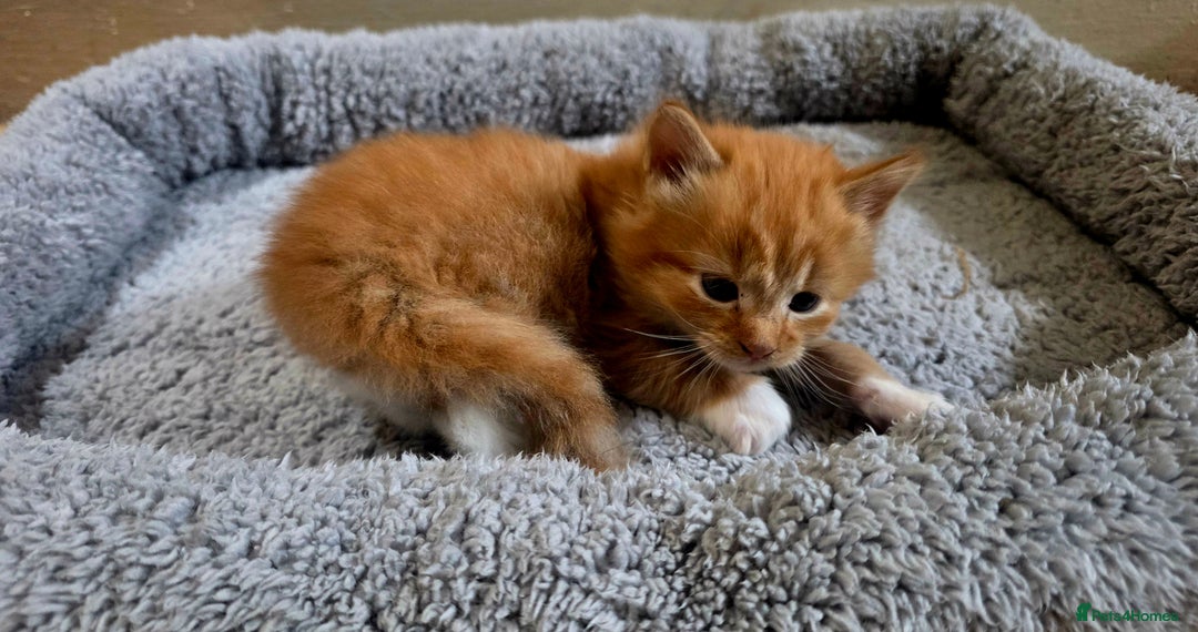 European cats for sale: Adorable Ginger Kittens Looking for Loving Homes - Image 6