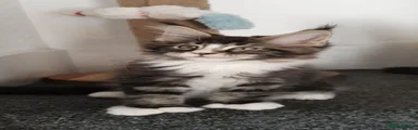 Nacho