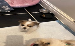Pomchi dogs for sale: Beautiful Male pomchi pup - Image 2