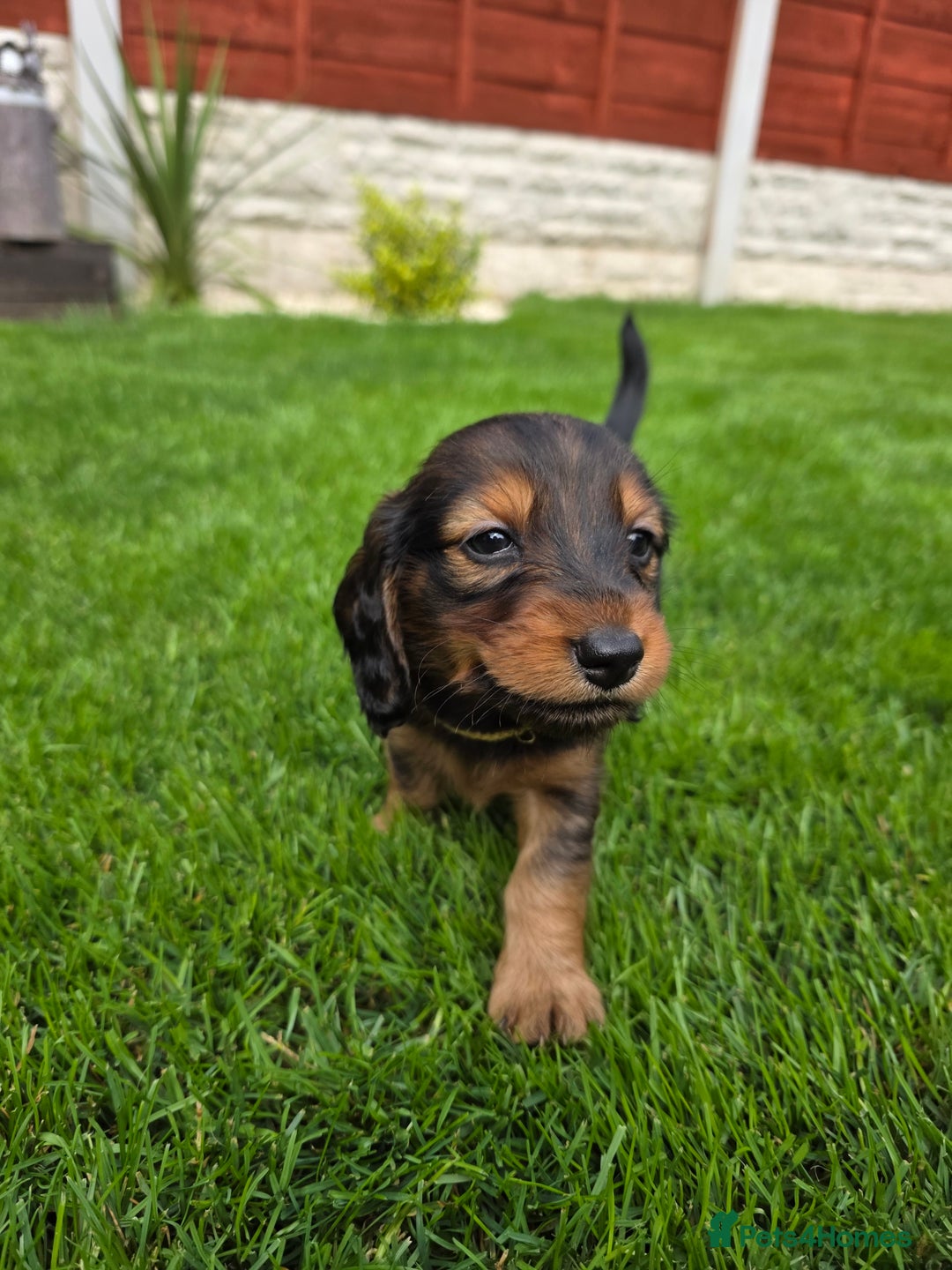 Dachshund dogs for sale: Red long-haired standard dachshund puppies - Image 13