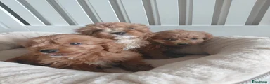 Cavapoo 1