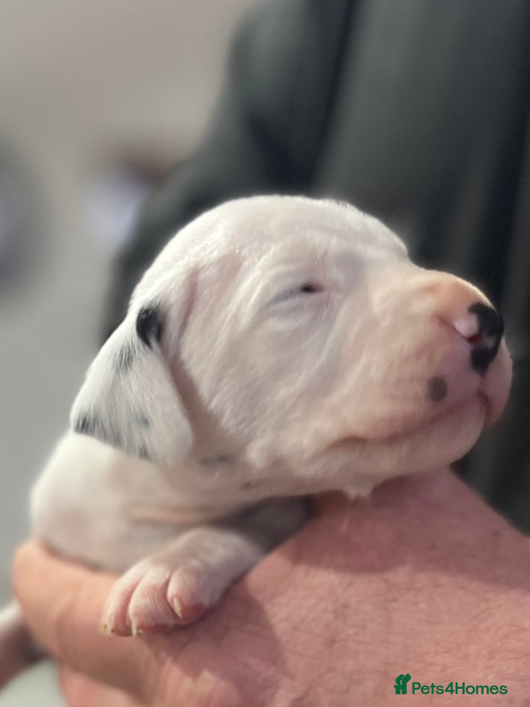 Dalmatian dogs for sale: Top quality Dalmatian puppies 5* homes  - Advert 8