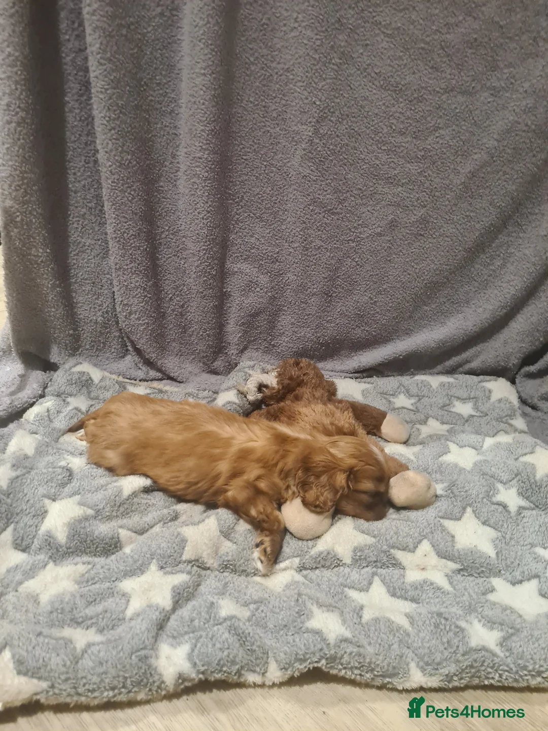 Cavalier King Charles Spaniel dogs for sale: Stunning Ruby Cavalier King Charles Spaniel - Advert 5