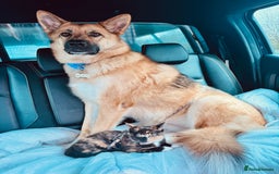 Mixed Breed dogs for sale: Shepherd x Akita - Image 3