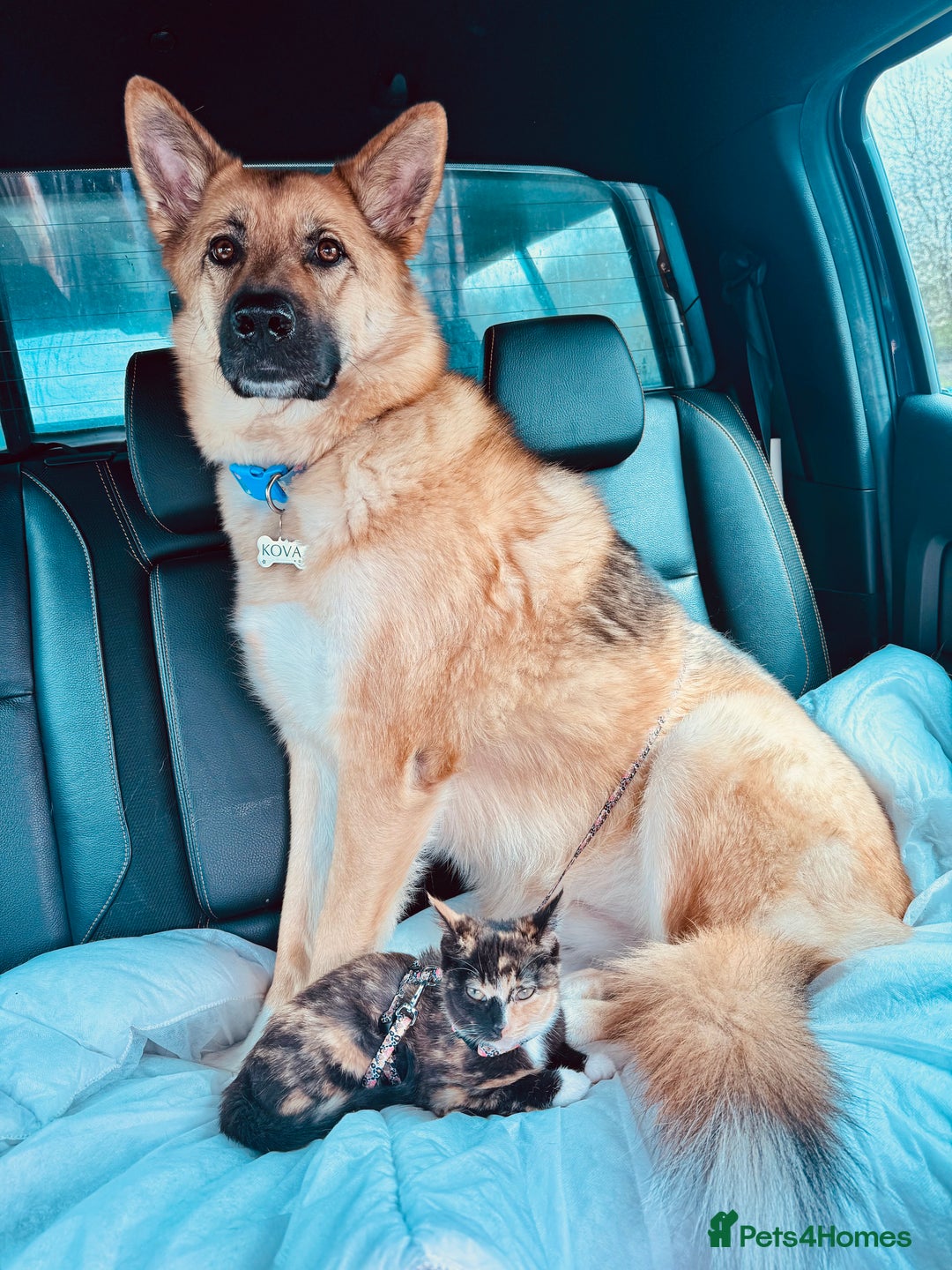 Mixed Breed dogs for sale: Shepherd x Akita - Image 3