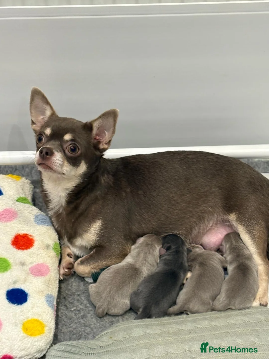 Chihuahua dogs for sale: 🎉BORN 25/12/25🎉. LAST BOY READY 13/03/26 💛💛💛 - Advert 10