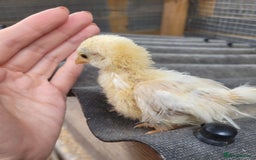Chickens poultry for sale: Pure Serama Chick Pairs – Silkie Feather Type  - Image 2