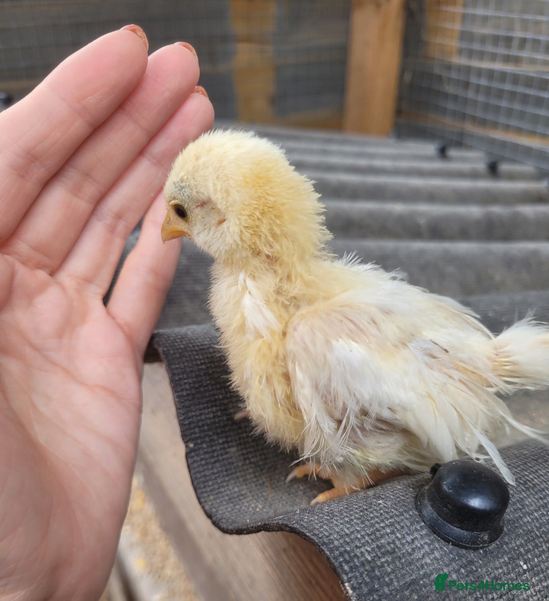 Chickens poultry for sale: Pure Serama Chick Pairs – Silkie Feather Type  - Image 2