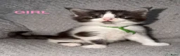 Maine Coon cats for sale: 🐾BEAUTIFUL MAINECOON KITTENS😻 3 BOYS & 2 GIRLS🐾 - Advert 11