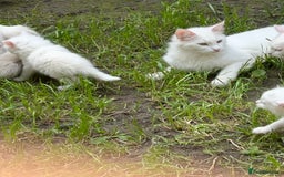 Turkish Angora cats for sale: Last Turkish angora girl - Image 5