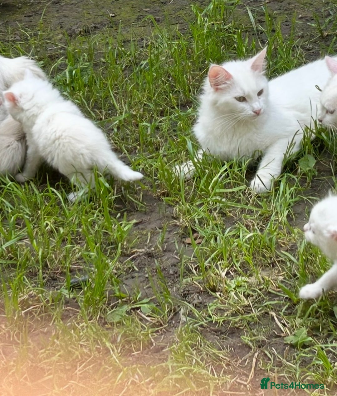 Turkish Angora cats for sale: Last Turkish angora girl - Image 5