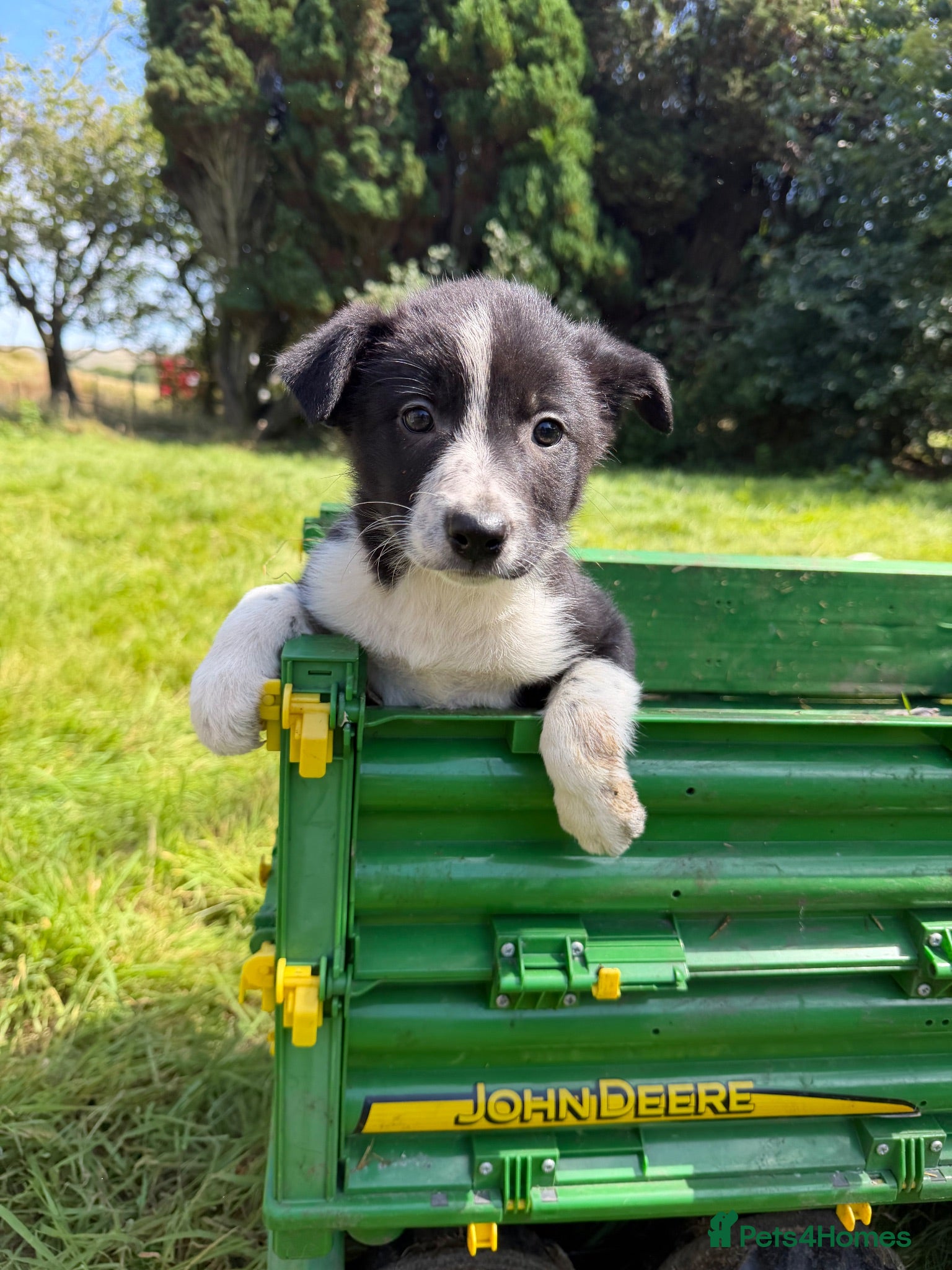 Border Collie dogs 4 Beautiful Border Collie Pups  - Advert 1