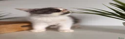Exotic cats for sale: Exotic Persians  - Advert 17
