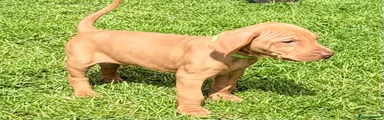 Lime Green Collar Boy