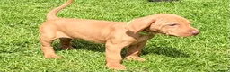 Hungarian Vizsla dogs for sale: !!REDUCED!! Beautiful KC Registered Vizsla Pups - Advert 32