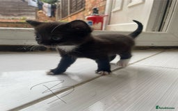 Mixed Breed cats for sale: AVAILABLE SECOND WEEK OF SEPTEMBER  - Image 12
