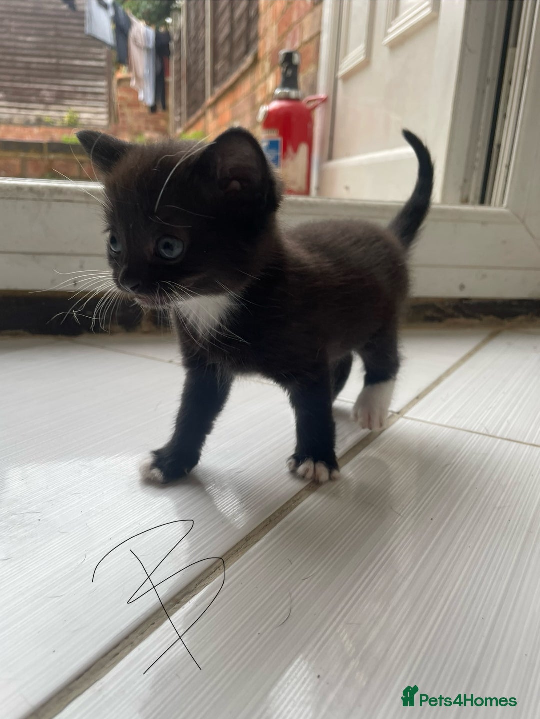 Mixed Breed cats for sale: AVAILABLE SECOND WEEK OF SEPTEMBER  - Image 12