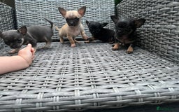 Chihuahua dogs for sale: Tiny pedigree Boy . Fully vaccinated & microchippe - Image 10