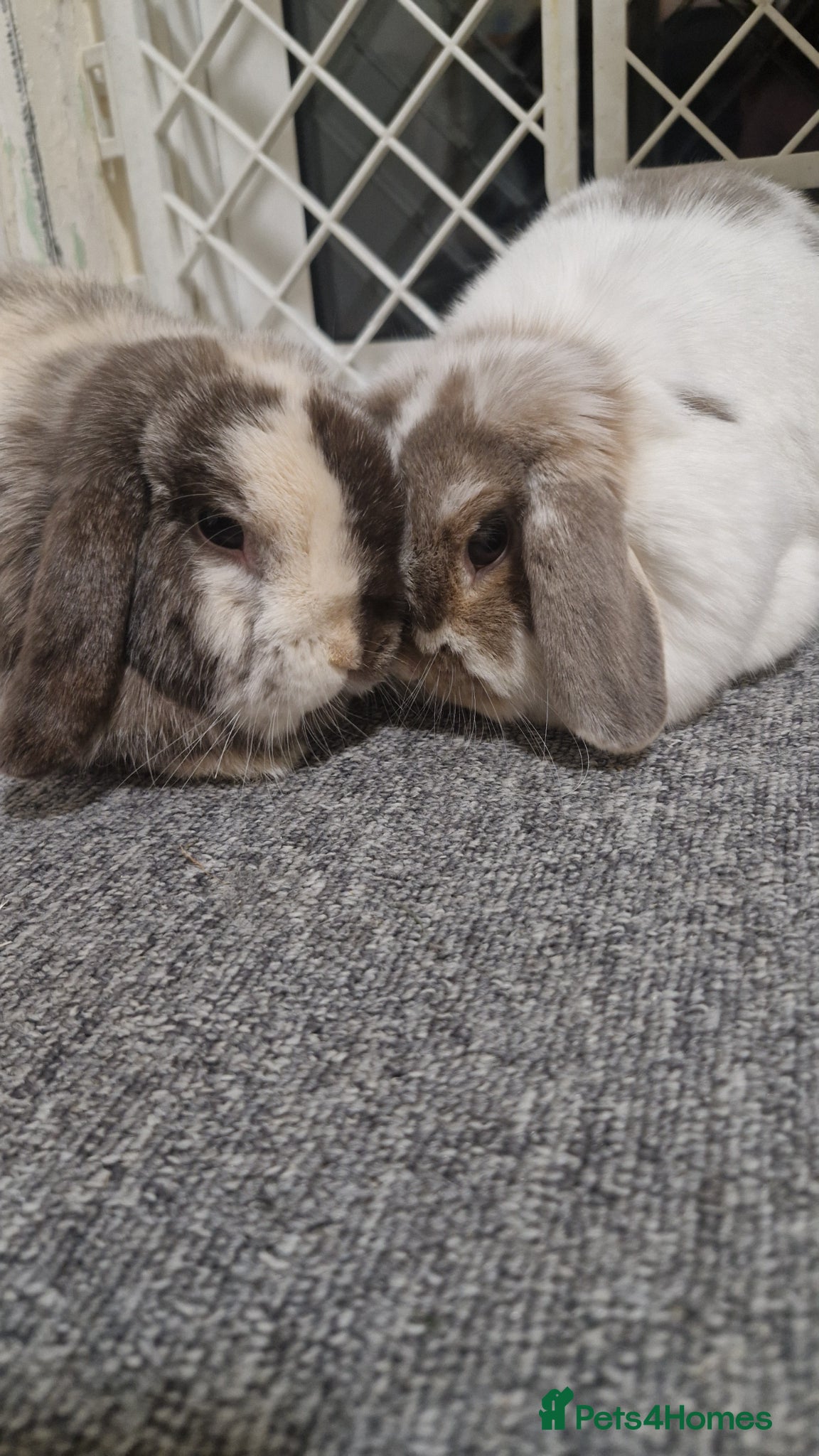 Mini Lop rabbits 2 bonded mini lops  - Advert 3
