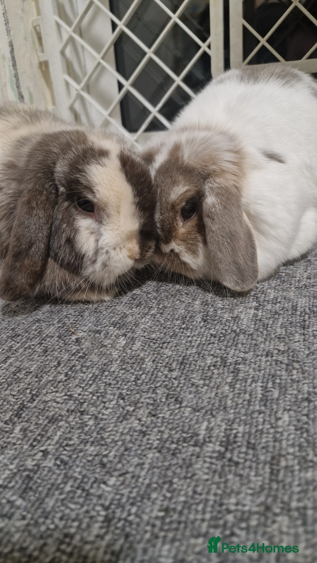Mini Lop rabbits for sale: 2 bonded mini lops  in Edinburgh - Advert 1