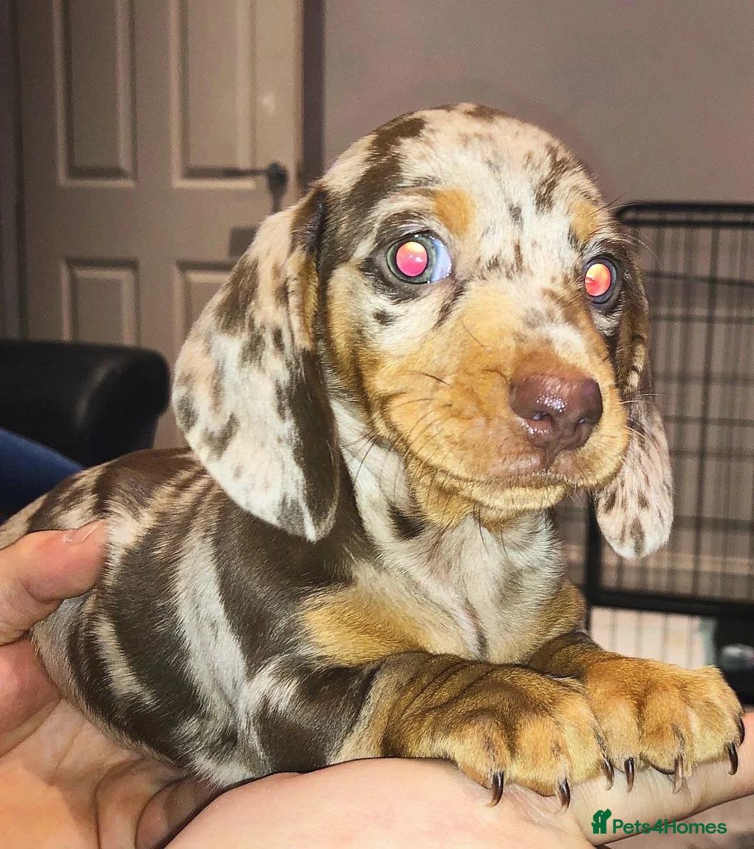 Miniature Dachshund dogs for stud: ISABELLA AND TAN DAPPLE DACHSHUND  in Sunderland - Advert 9