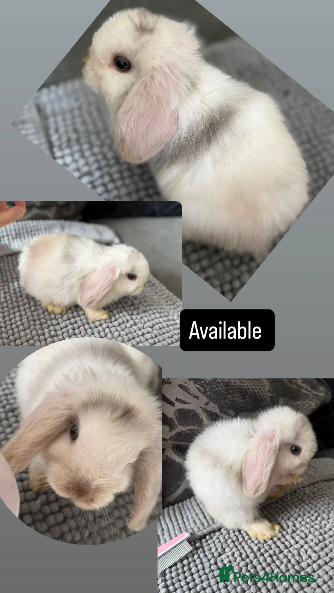 Mini Lop rabbits for sale: gorgeous mini lops - last baby left  - Advert 1