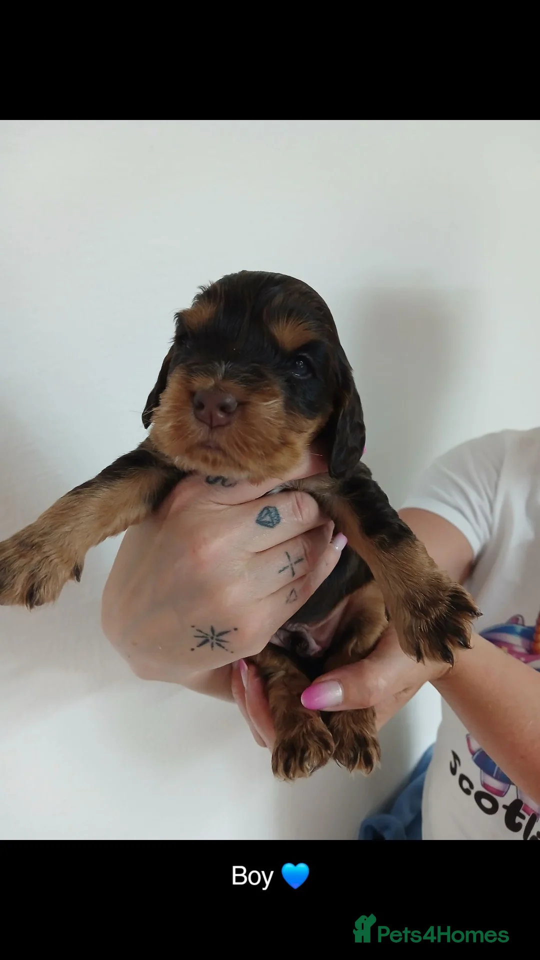 Cocker Spaniel dogs for sale: Gorgeous KC Registered Show Cocker spanials  in Turriff - Advert 1