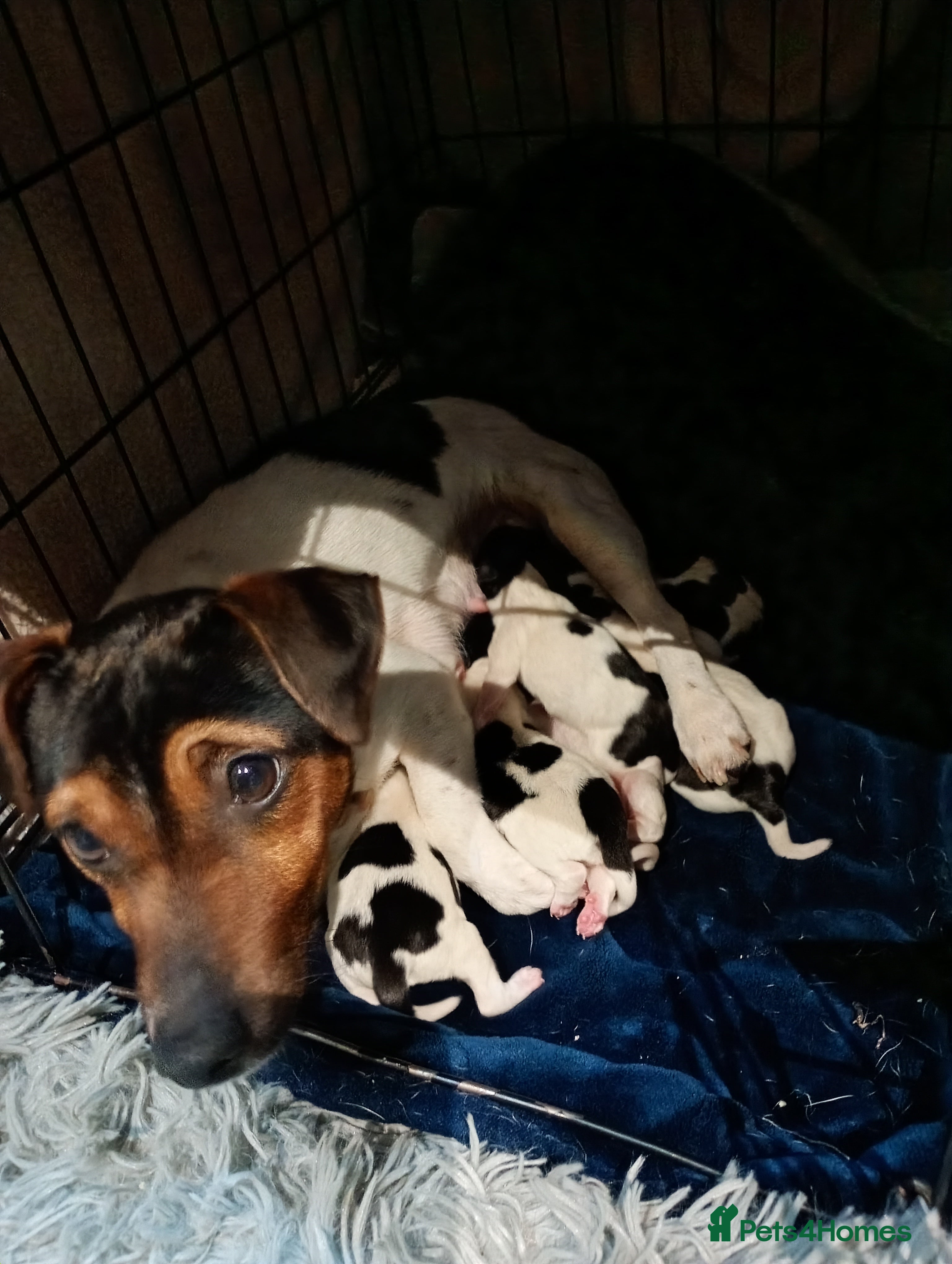 Mixed Breed dogs Sprussell puppies  - Advert 1