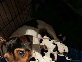 Mixed Breed dogs Sprussell puppies - Advert 1