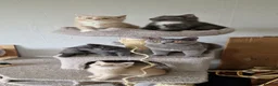 Brazilian Shorthair cats for sale: Lovely pure B- shorthair looking for loving home  - Advert 12