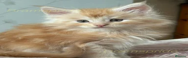 Maine Coon 4