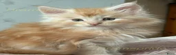 Maine Coon cats for sale: Registered GCCF cuddly Maine coon babies - Advert 5
