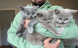 Scottish Fold cats for sale: Beautiful scotish fold straight ear kittens 🐱 ❤️ in Altrincham - Image 25