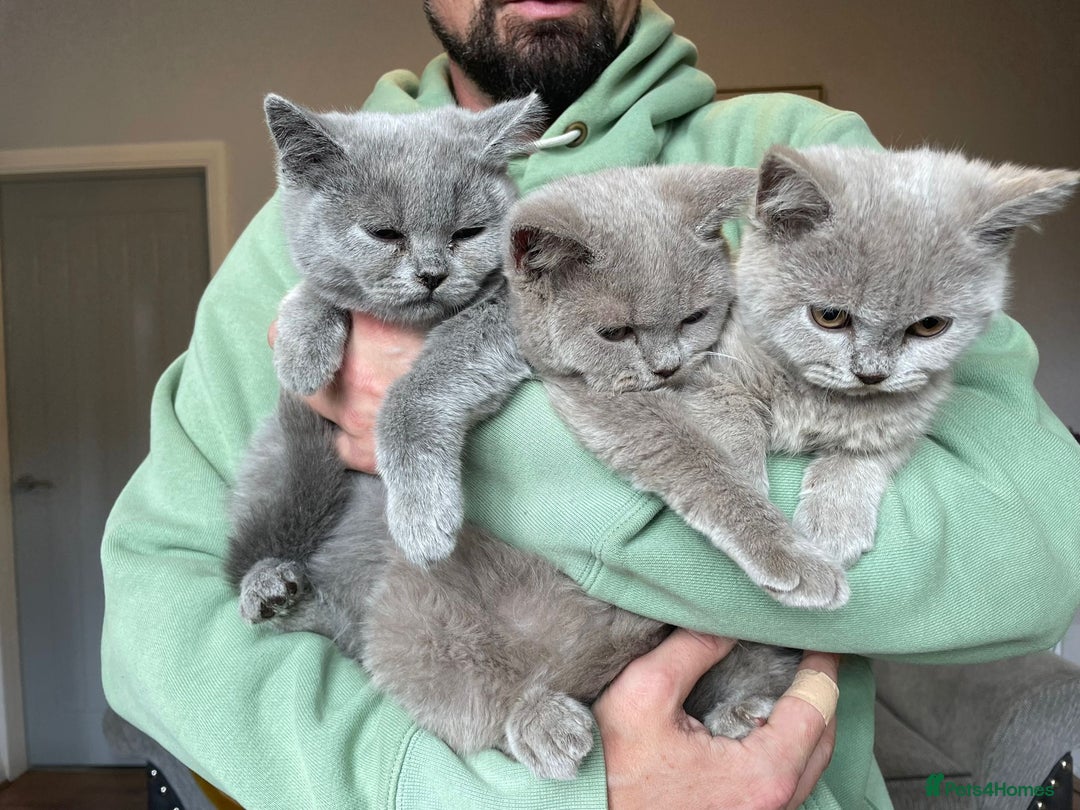 Scottish Fold cats for sale: Beautiful scotish fold straight ear kittens 🐱 ❤️ in Altrincham - Image 25