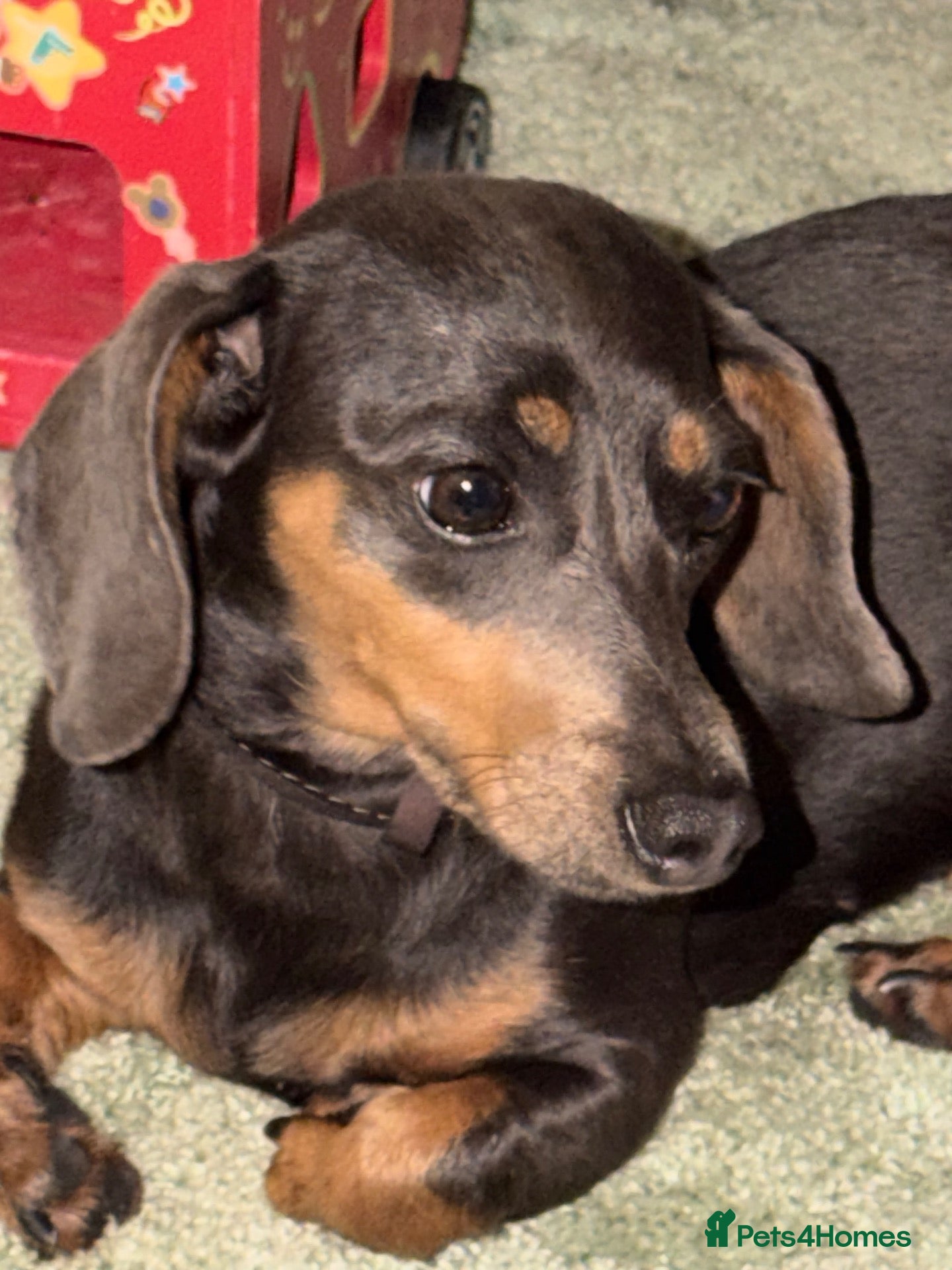Dachshund dogs for sale: Dachshund female  - Advert 14