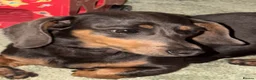 Dachshund dogs for sale: Dachshund female  in Northampton - Advert 1