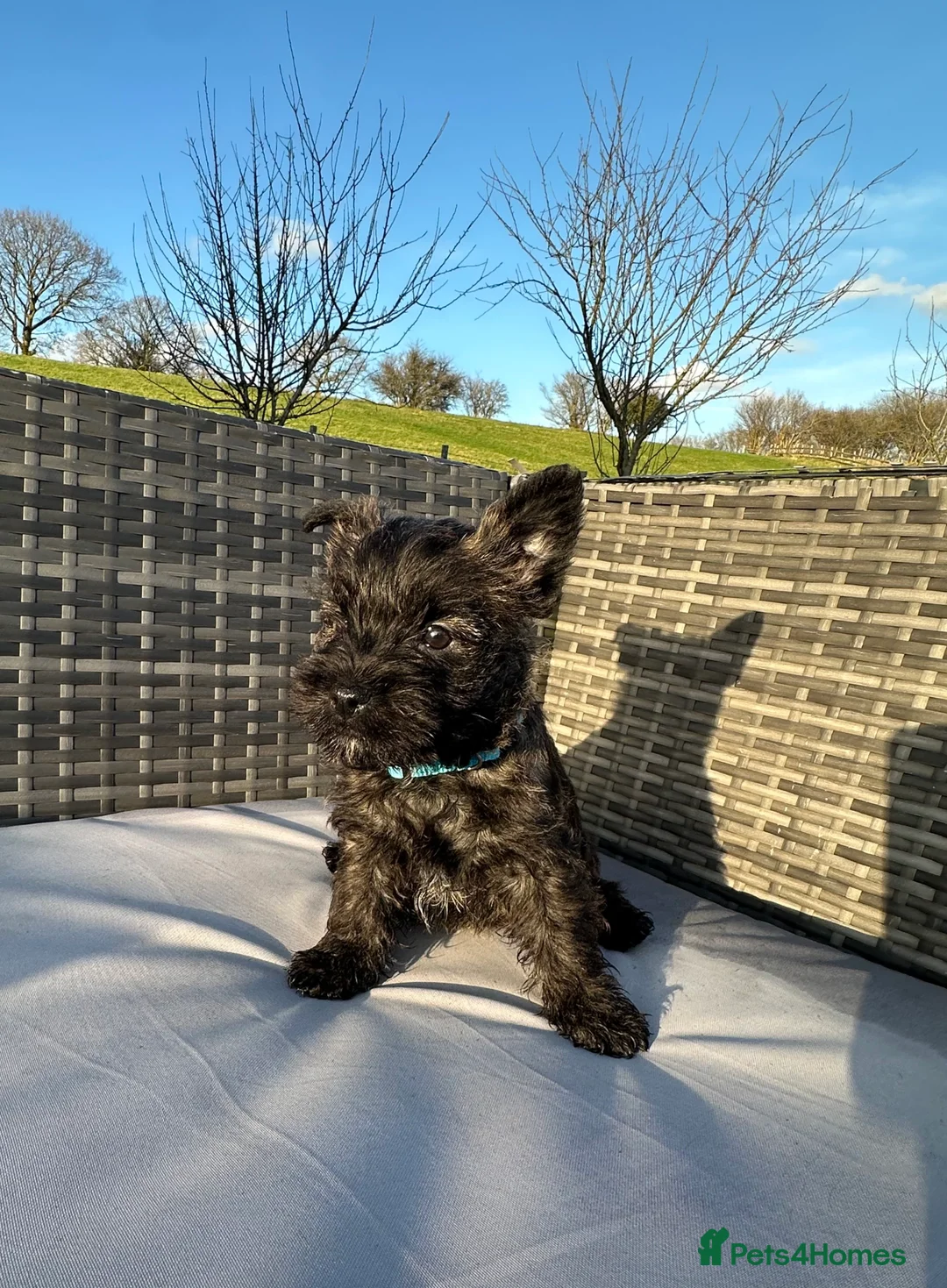 Cairn Terrier dogs for sale: Quality Beautiful KC Reg Cairn Terrier Puppies.  - Advert 22