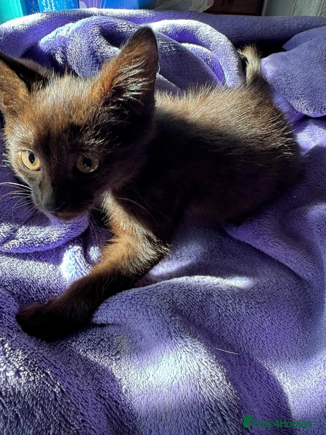 Mixed Breed cats for adoption: Prince needs a loving home  - Advert 4