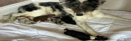 Border Collie dogs for stud: Stunning Proven Blue Tricolour Border Collie Stud - Advert 5