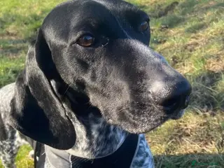 Mixed Breed dogs Bracken (German Pointer mix) - Advert 4